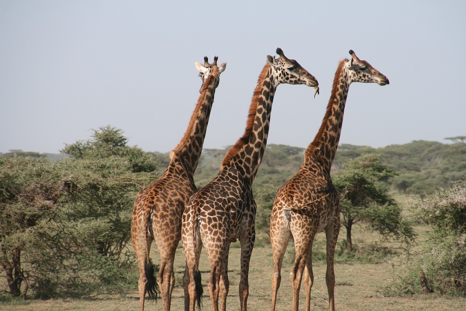 tři žirafy