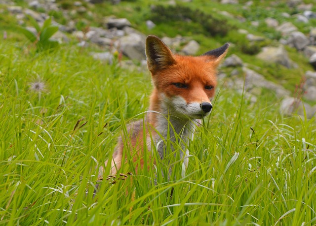 liška v trávě