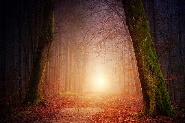světlo uprostřed tmavého lesa